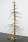 Symbios 
2014
common juniper,bone and moss
height 230 cm
