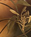Rookwood Pottery<br><i>Dendrobium Orchid</i>