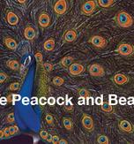 Strut: The Peacock and Beauty in Art