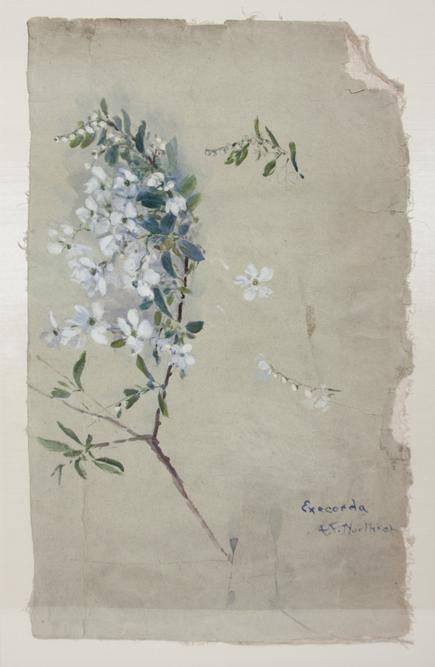 Agnes Northrop <br> Watercolor Study 2