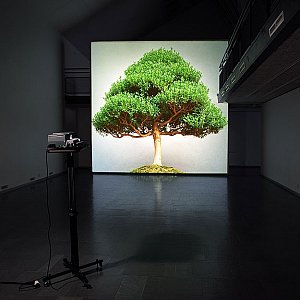Ceal Floyer, <i>Overgrowth, </i>2004, Medium format slide and medium format slide projector, Dimensions variable