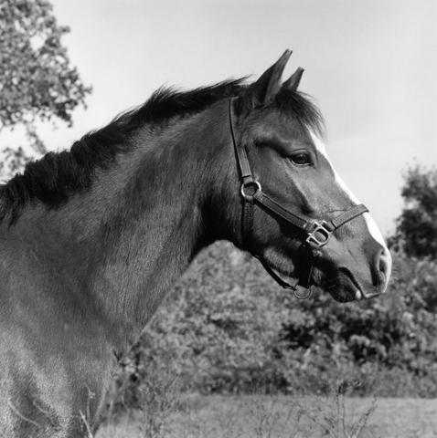 <i>Horse #6</i>, 1982