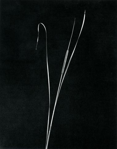 <i>Cattail</i>, 1983