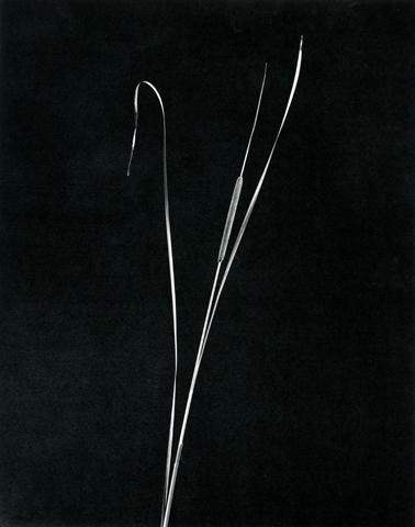 <i>Cattail</i>, 1983