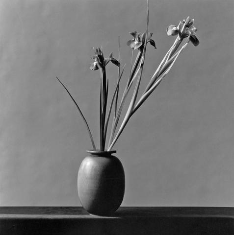 <i>Iris</i>, 1982