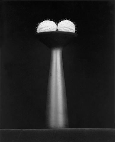 <i>Flower</i>, 1983