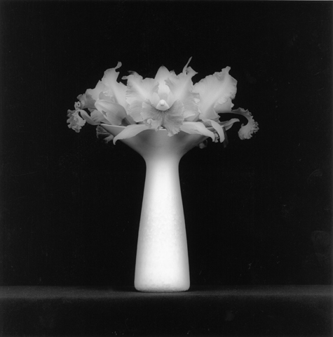 <i>Orchid</i>, 1983