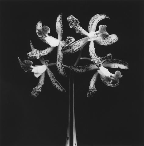<i>Orchids</i>, 1983