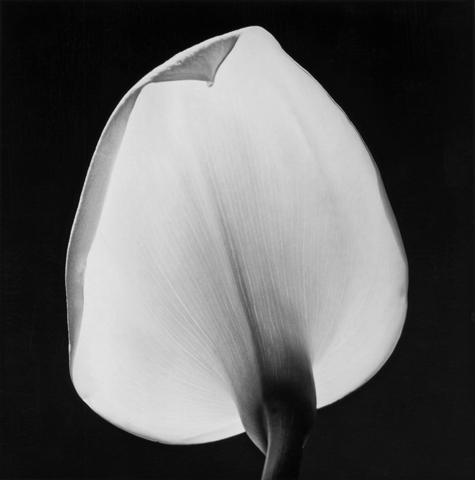 <i>Calla Lily</i>, 1984