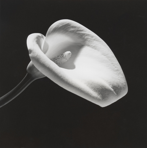 <i>Calla Lily</i>, 1984