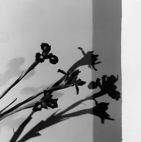 <i>Iris</i>, 1977