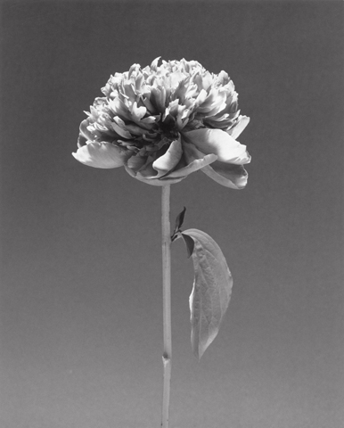 <i>Flower</i>, 1984