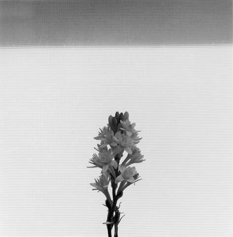 <i>Tuberose</i>, 1977