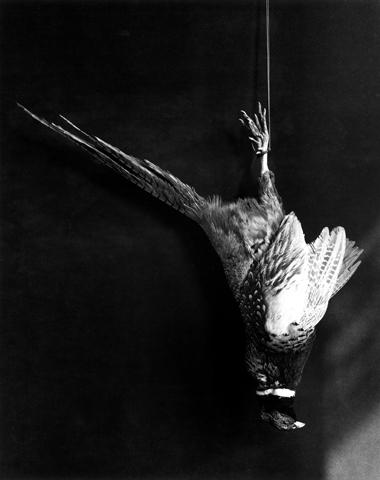 <i>Pheasant</i>, 1984