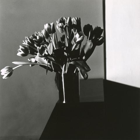 <i>Tulip</i>, 1977