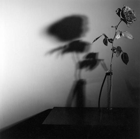 <i>Rose</i>, 1977