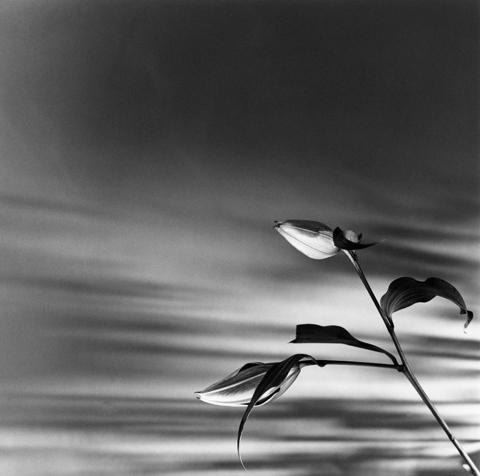 <i>Buds</i>, 1977
