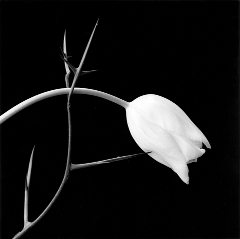 <i>Tulip</i>, 1985