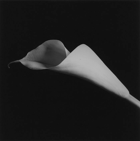 <i>Calla Lily</i>, 1985
