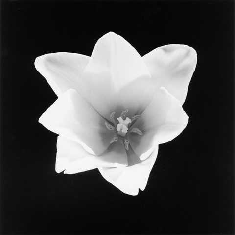 <i>Tulip</i>, 1985