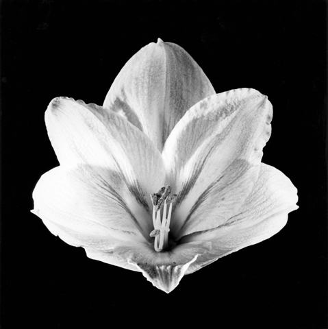 <i>Flower</i>, 1985