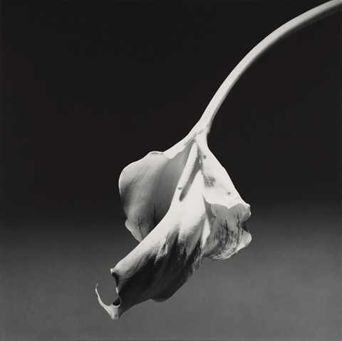 <i>Calla Lily</i>, 1986