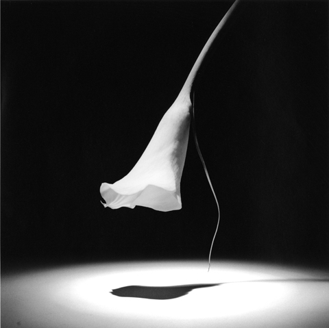 <i>Calla Lily</i>, 1986