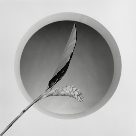 <i>Flower</i>, 1986