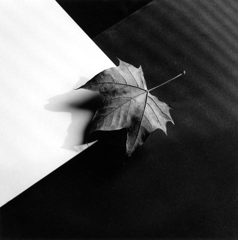 <i>Leaf</i>, 1986