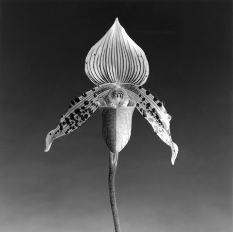 <i>Orchid</i>, 1987