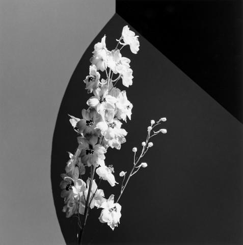 <i>Flower</i>, 1987
