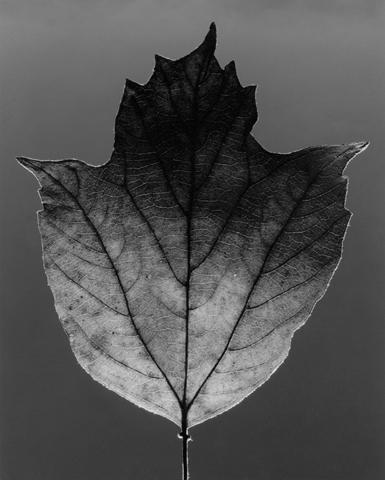 <i>Leaf</i>, 1987