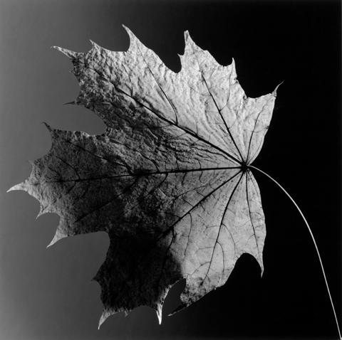 <i>Leaf</i>, 1987