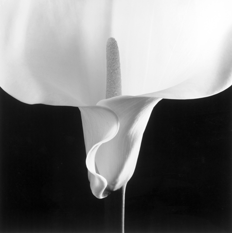 <i>Calla Lily</i>, 1988