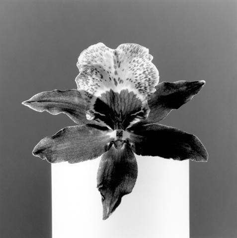 <i>Orchid</i>, 1988