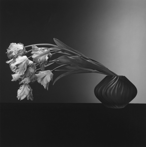 <i>Parrot Tulips</i>, 1988