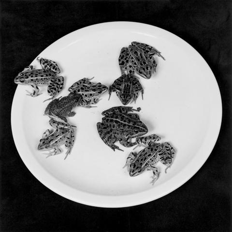 <i>Frogs</i>, 1984