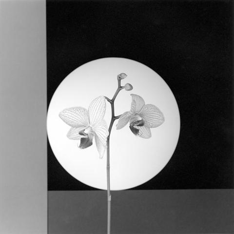 <i>Orchid</i>, 1988