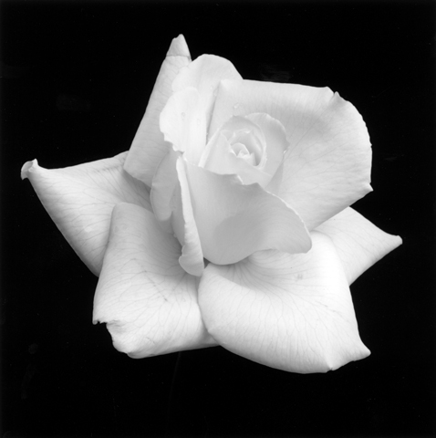 <i>Rose</i>, 1989