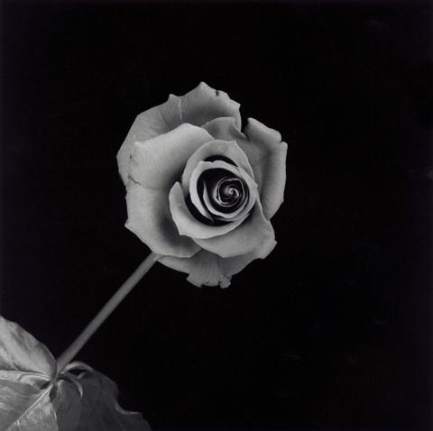 <i>Rose</i>, 1989
