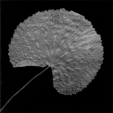 <i>Leaf</i>, 1987