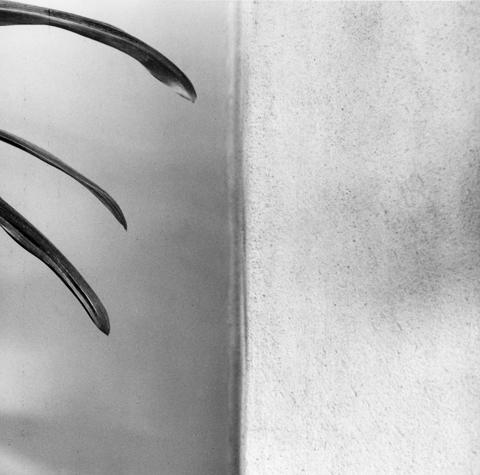 <i>Amaryllis</i>, 1977