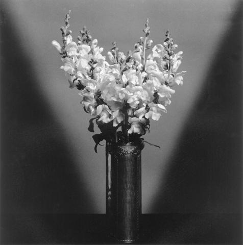 <i>Snap Dragons</i>, 1979