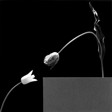<i>Two Tulips</i>, 1984