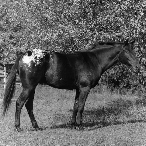 <i>Radar (Horse)</i>, 1982
