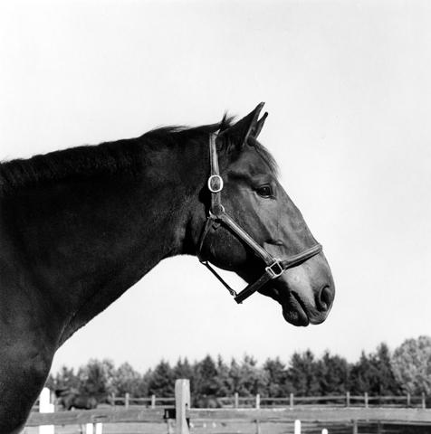 <i>Horse #2</i>, 1982