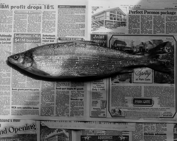 <i>Fish</i>, 1985