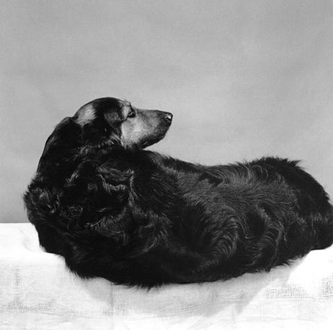 <i>Muffin</i>, 1981