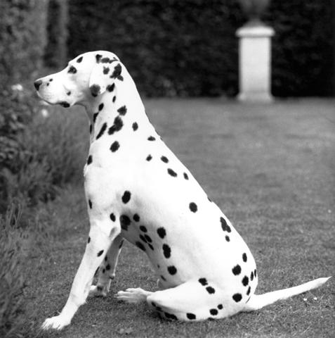 <i>Dalmatian</i>, 1976