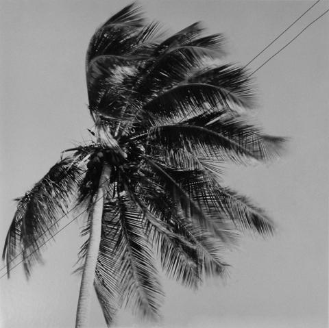 <i>Puerto Rico</i>, 1981